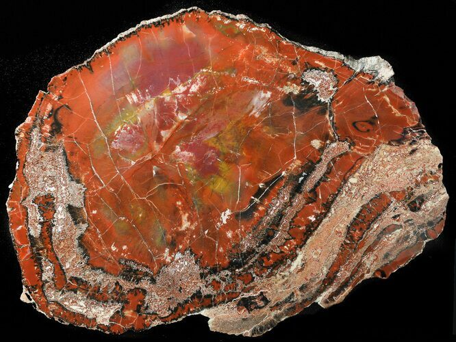 Deep Red Arizona Petrified Wood Slab - #45352